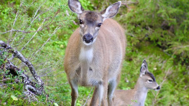 Sitka Deer Image