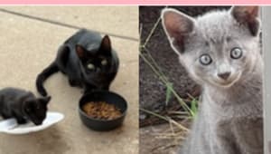 Tech for Tails: A Campus-Driven TNR Initiative