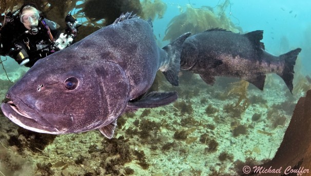 Uncovering Courtship Behaviors and the Sounds of Giant Sea Bass Image