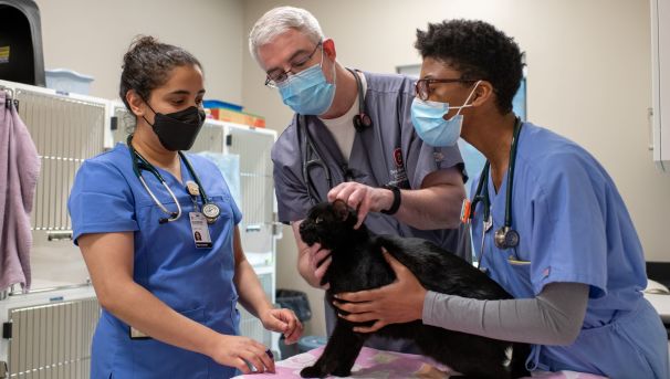 A black cat being seen by three veterinarians