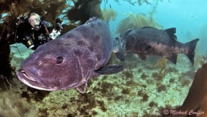Uncovering Courtship Behaviors and the Sounds of Giant Sea Bass
