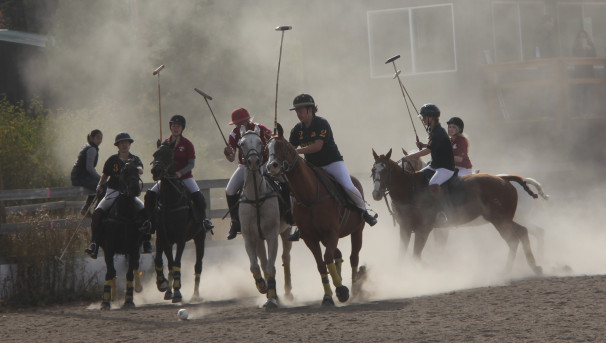 U of I Horse Polo Horse Maintenance Image