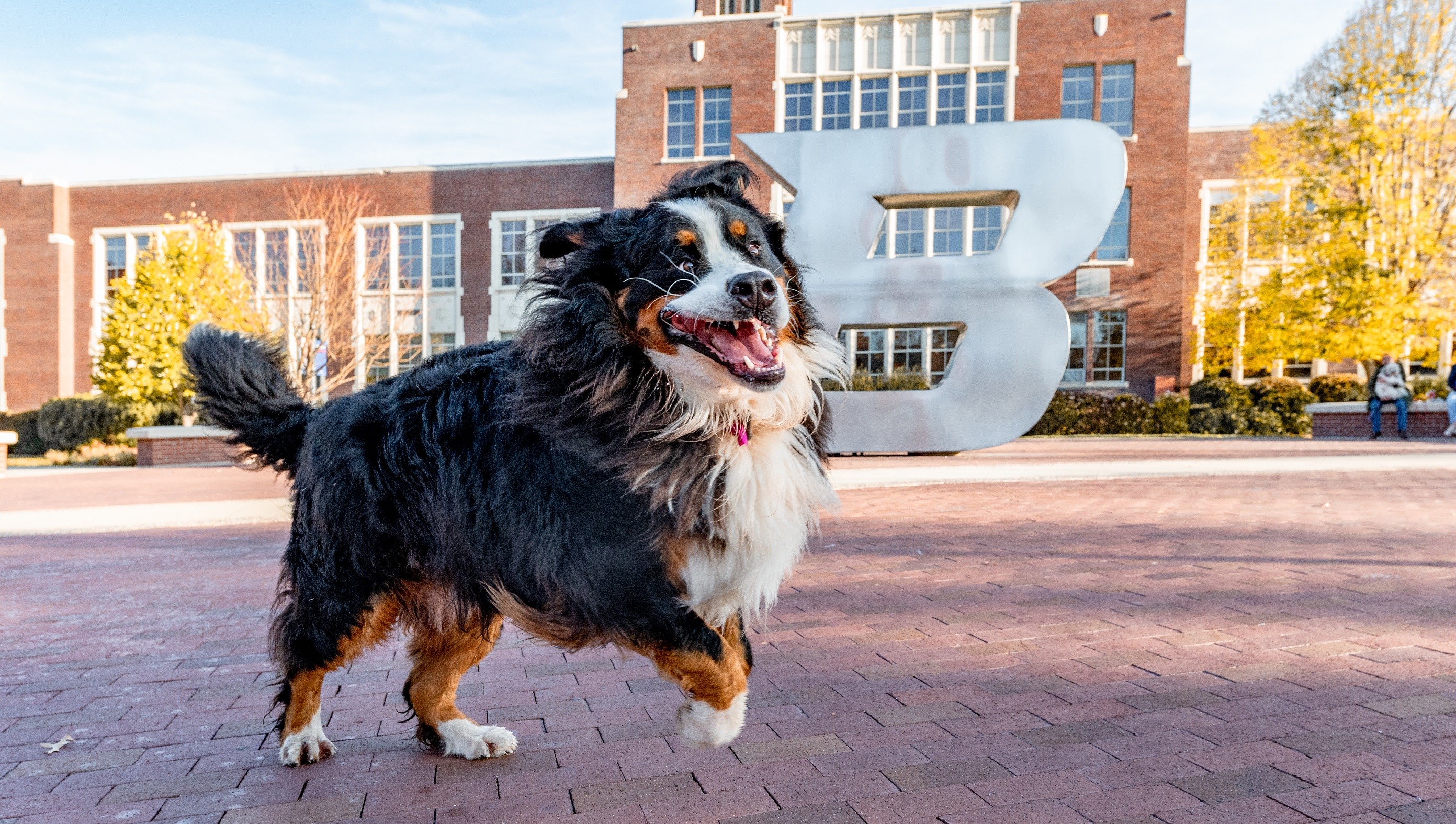 boise-state-university-2023-dogs-of-boise-state