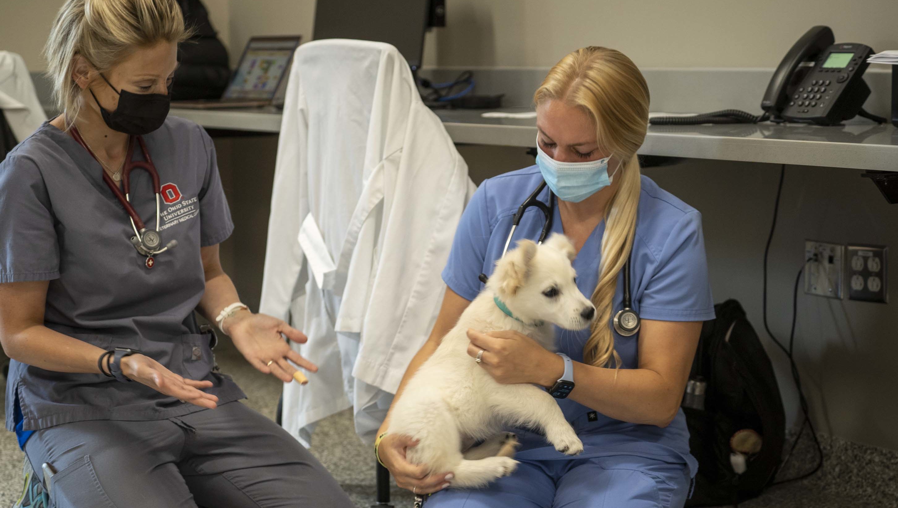 Three medical veterinary staff members holding open a dog's eye for an exam