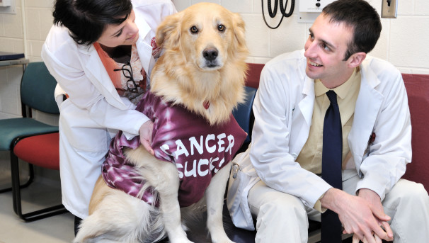 ClancysCure for Canine Cancer Image