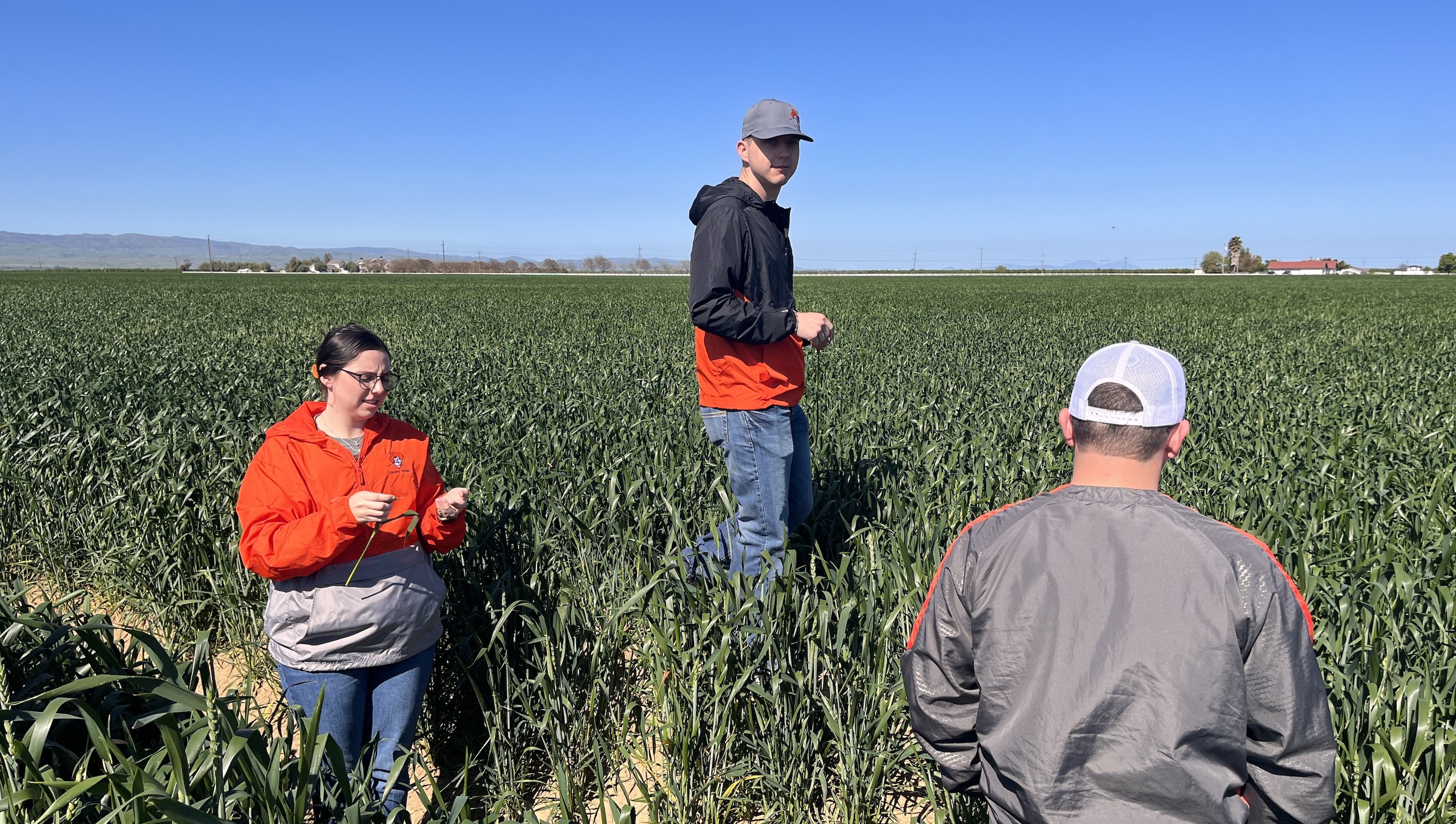 Crops team members in a wheat field in Tracy, CA.