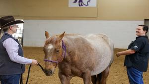 Equine Ambassador Program