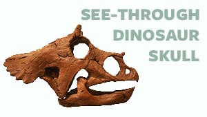 UC Museum of Paleontology | See-through Dinosaur Skull