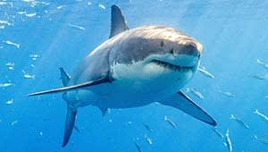Tracking the last white sharks in the Mediterranean Sea