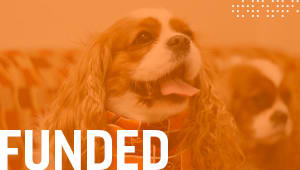 Whole-hearted Help for Cavalier King Charles Spaniels