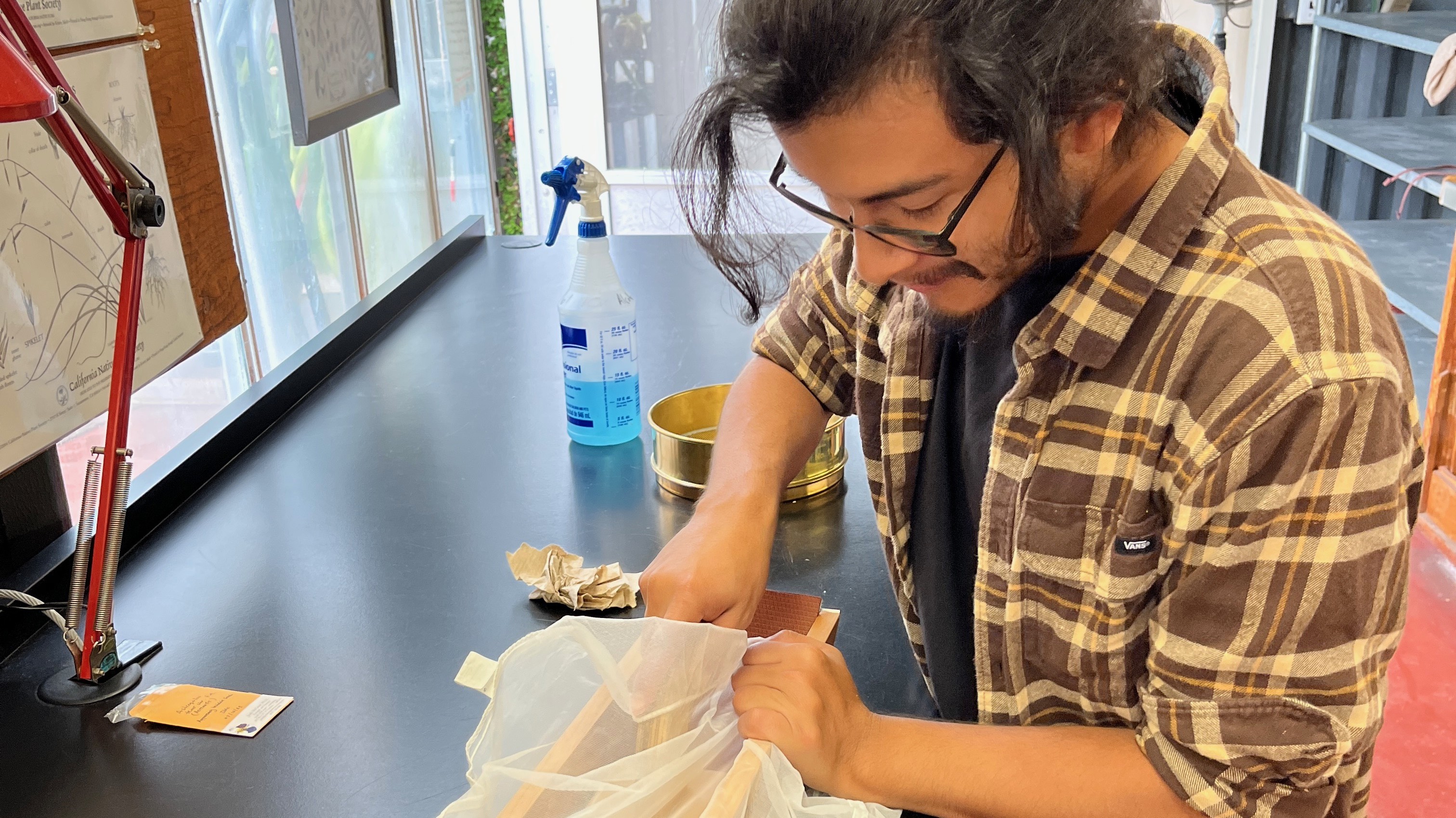 Plant Conservation Intern Kevin breaking seeds out of their fruits