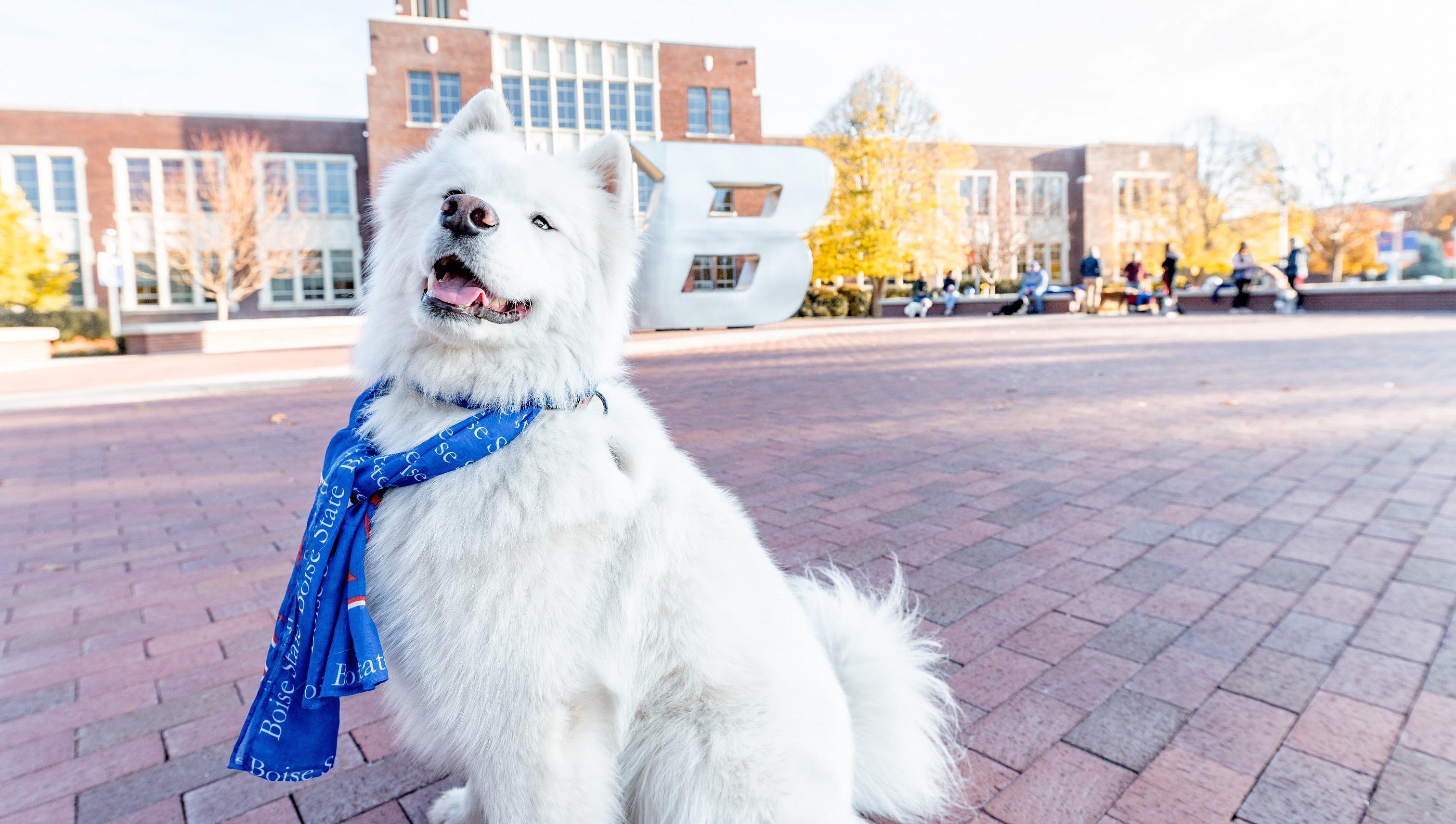 boise-state-university-2023-dogs-of-boise-state