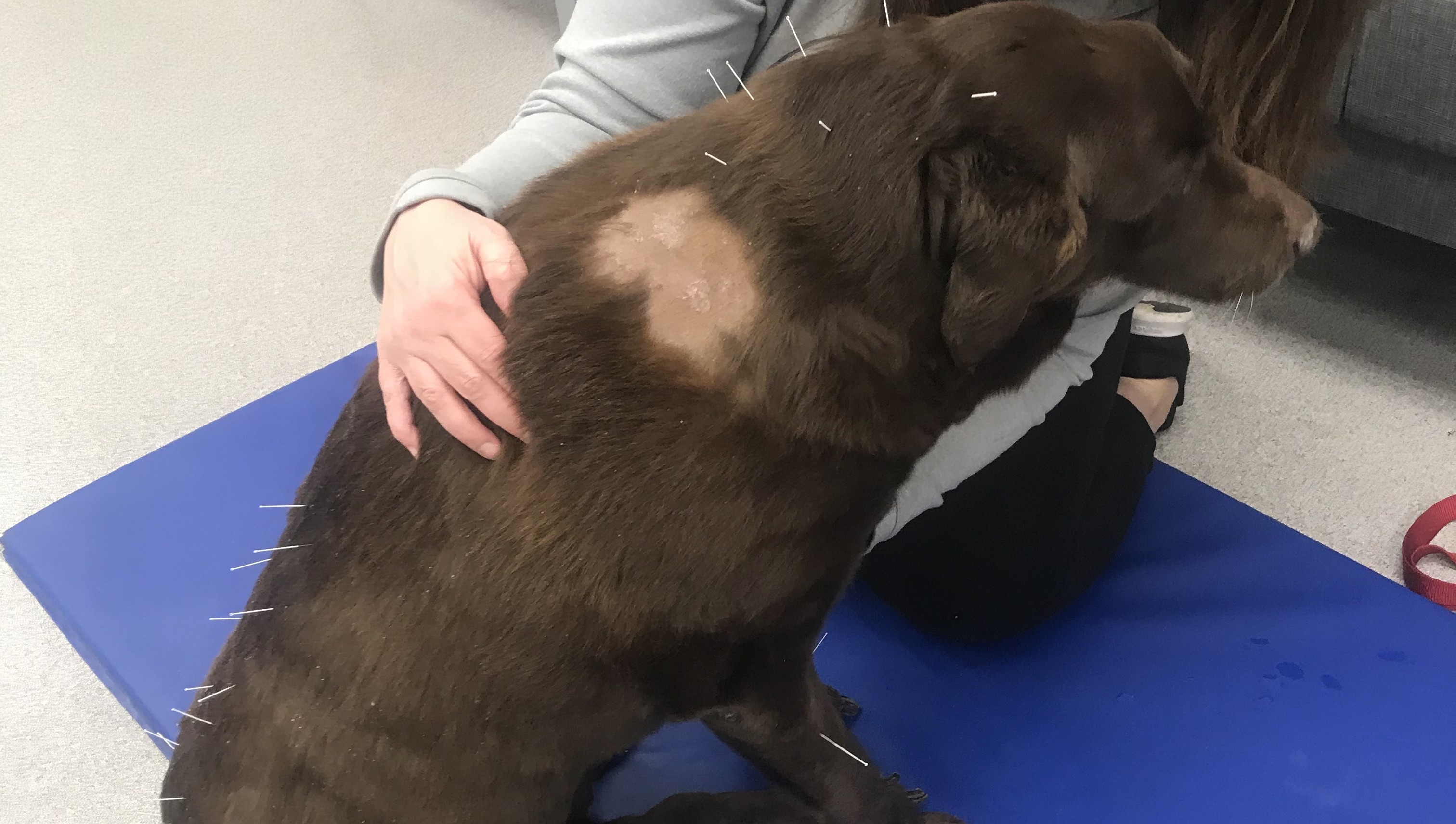 Irish the chocolate lab getting her acupuncture