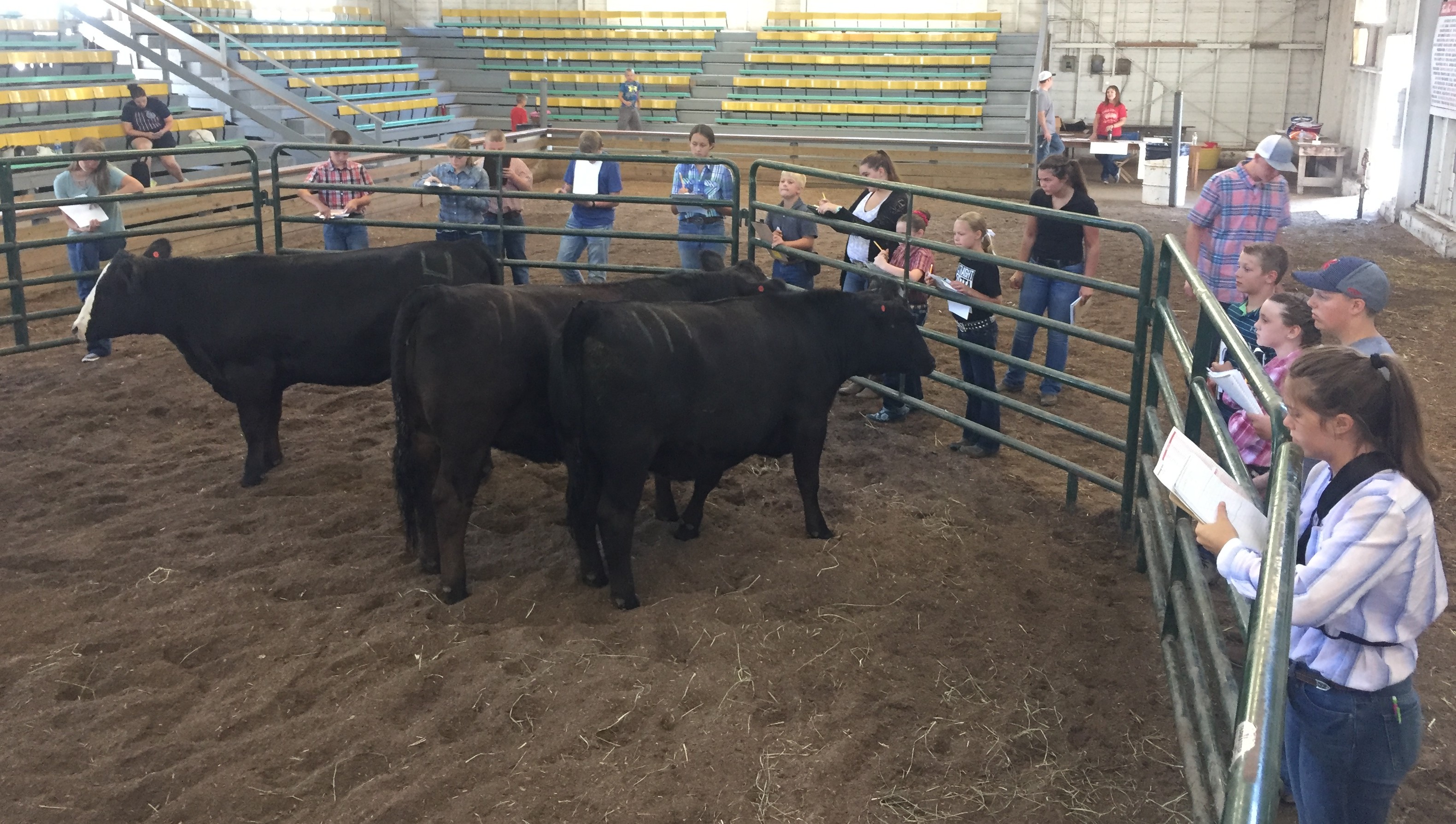 Three cows in a fenced off area while individuals watch, writing information on judging sheets