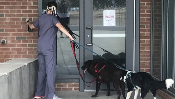 Dr Markley holding two leashed dogs while swiping into a brick building