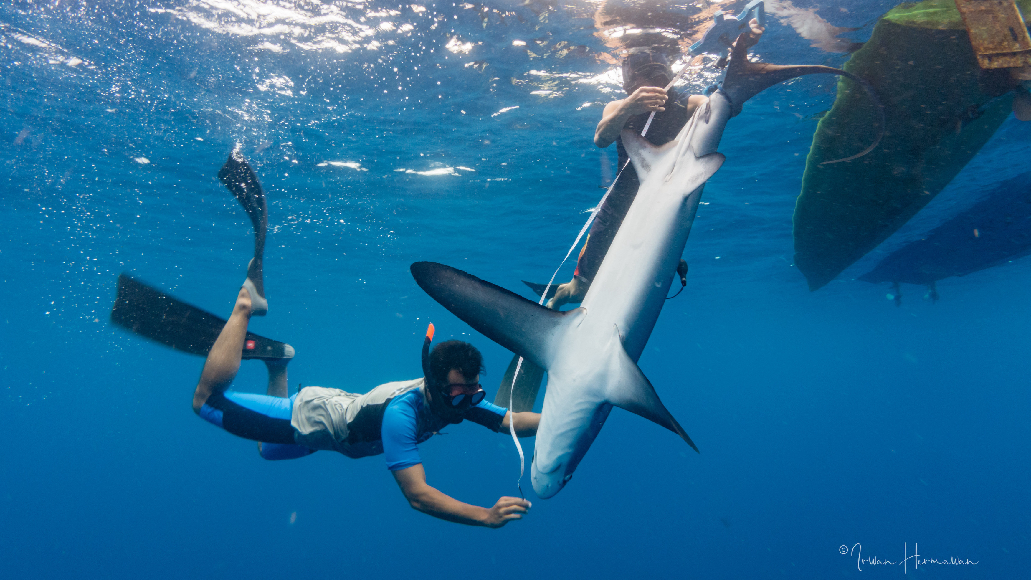 Rafid Shidqi measuring a thresher shark