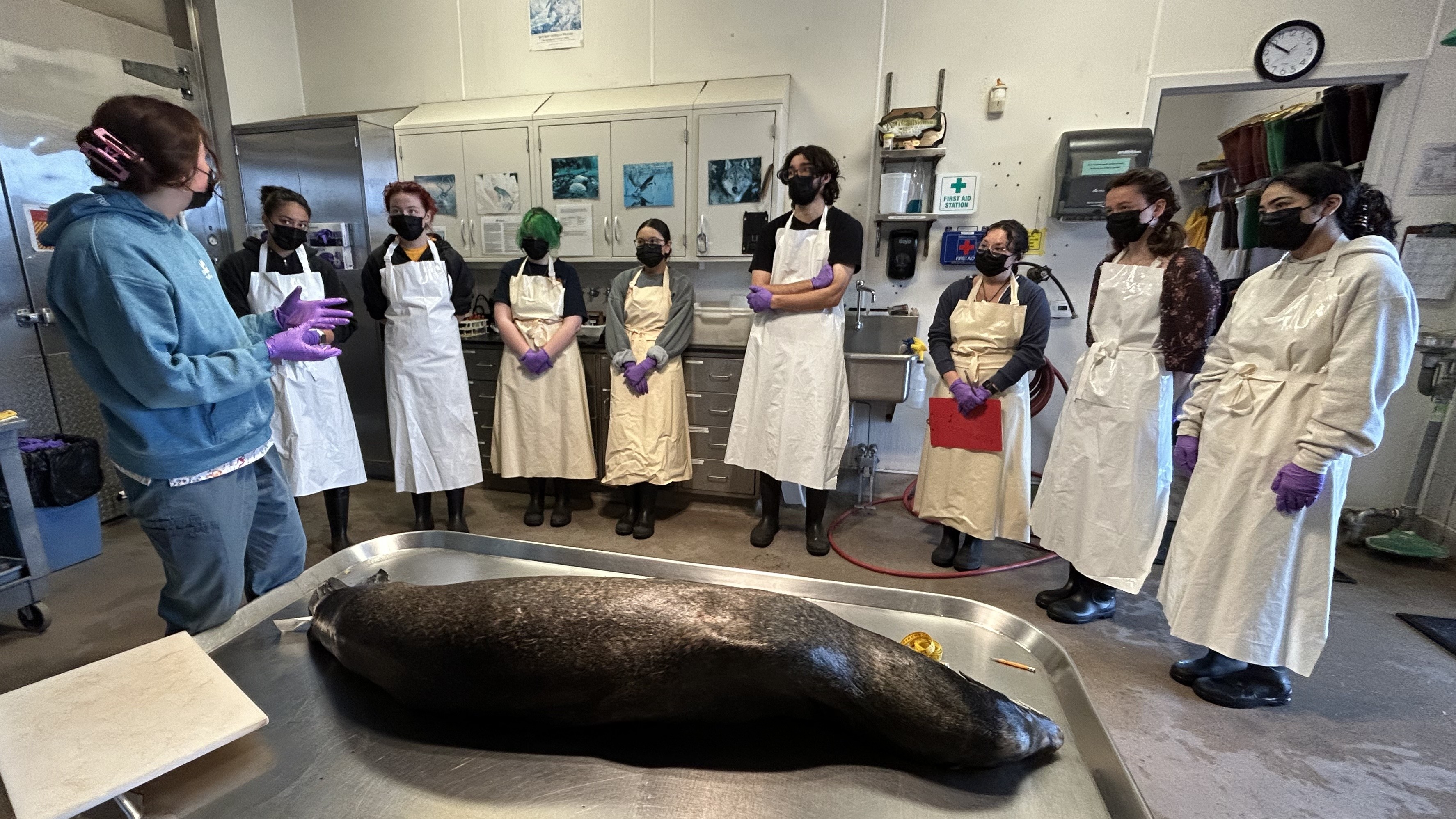 Marine Mammal Stranding Volunteer Necropsy Training