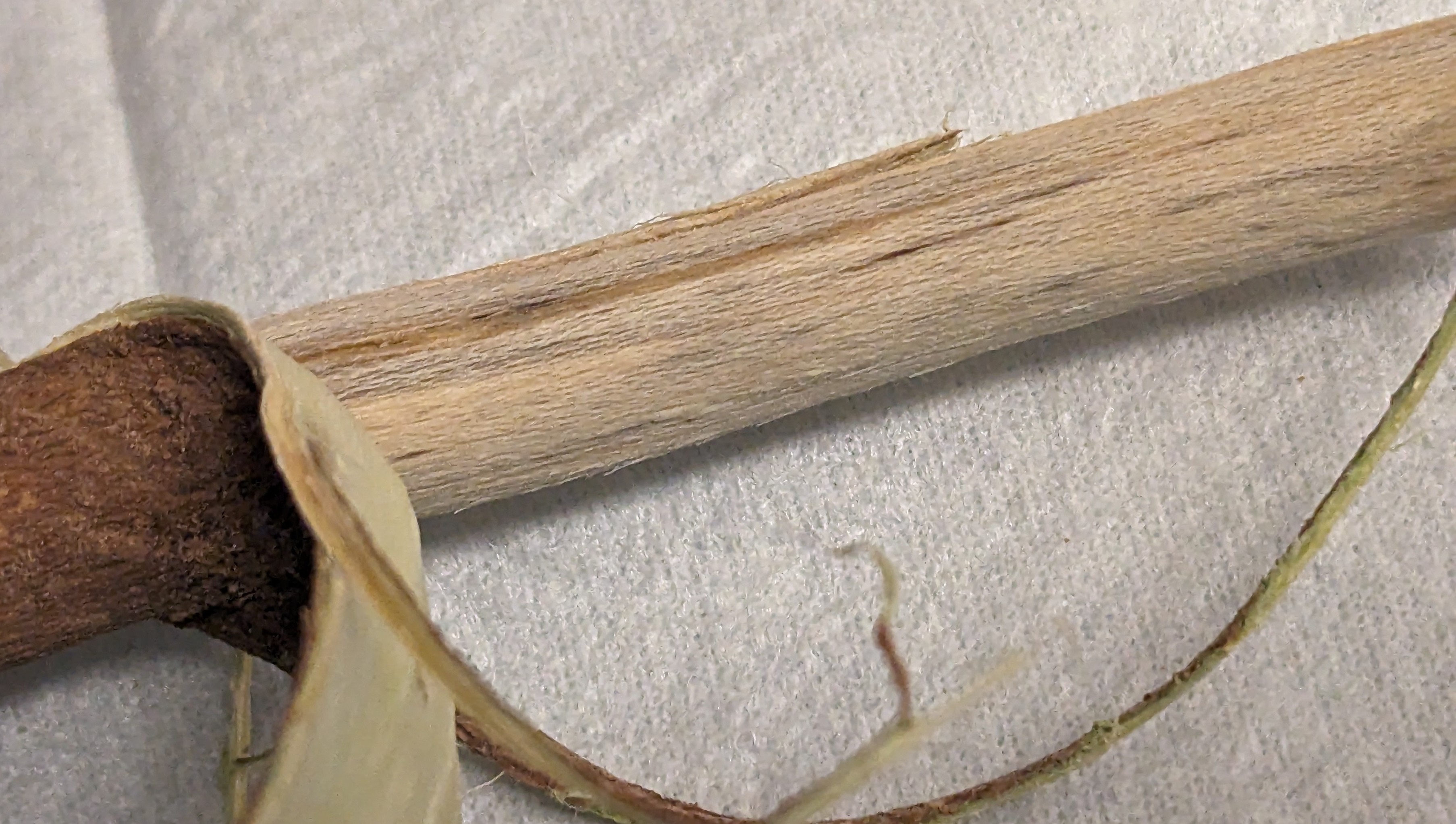 The bark has been peeled off so the streaked vascular tissue of this branch is visible.