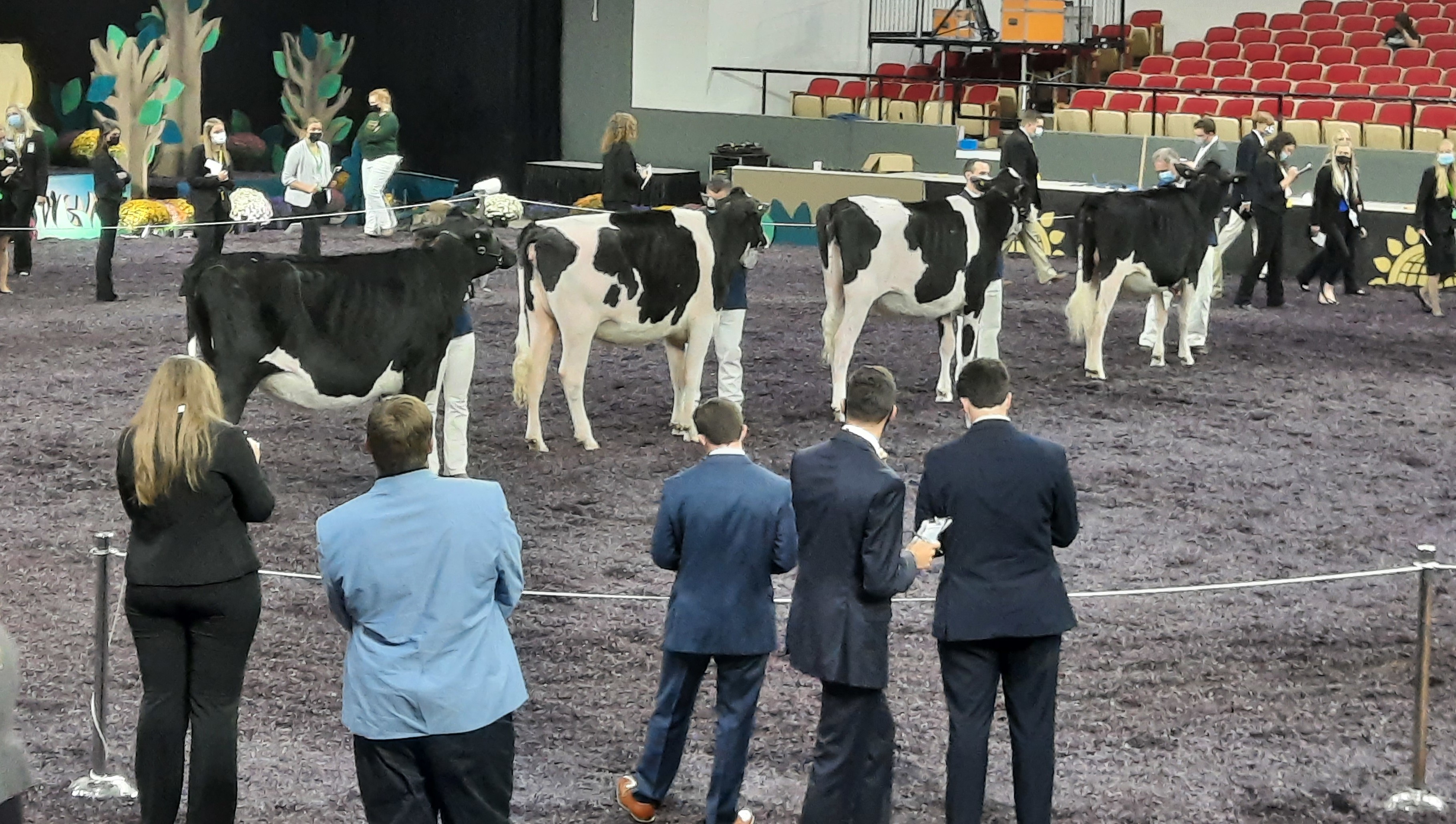 Judges in professional attire watching a line of cows being shown