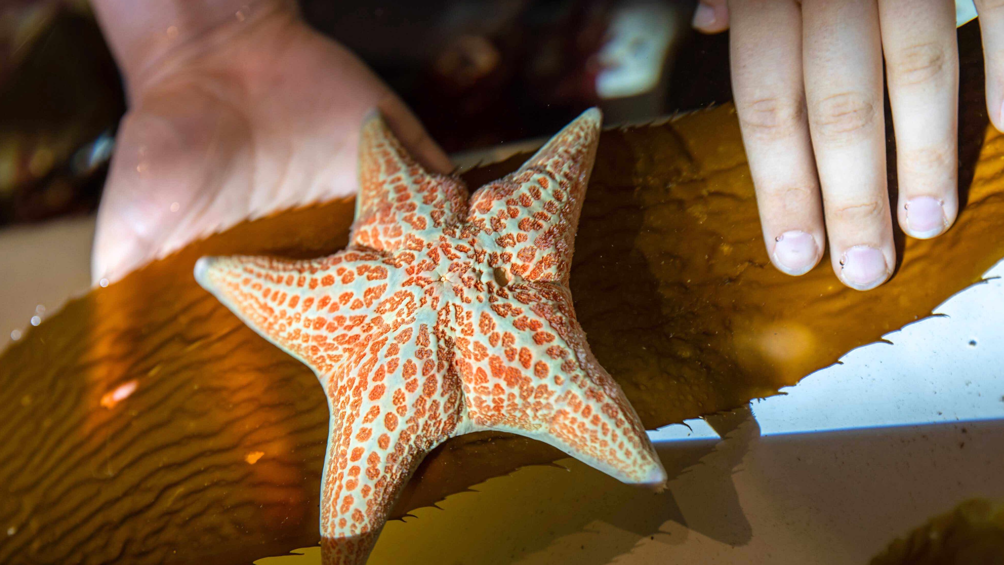 Sea Star