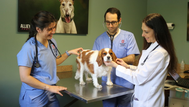 Three individuals looking at a dog standing on a table getting a well check