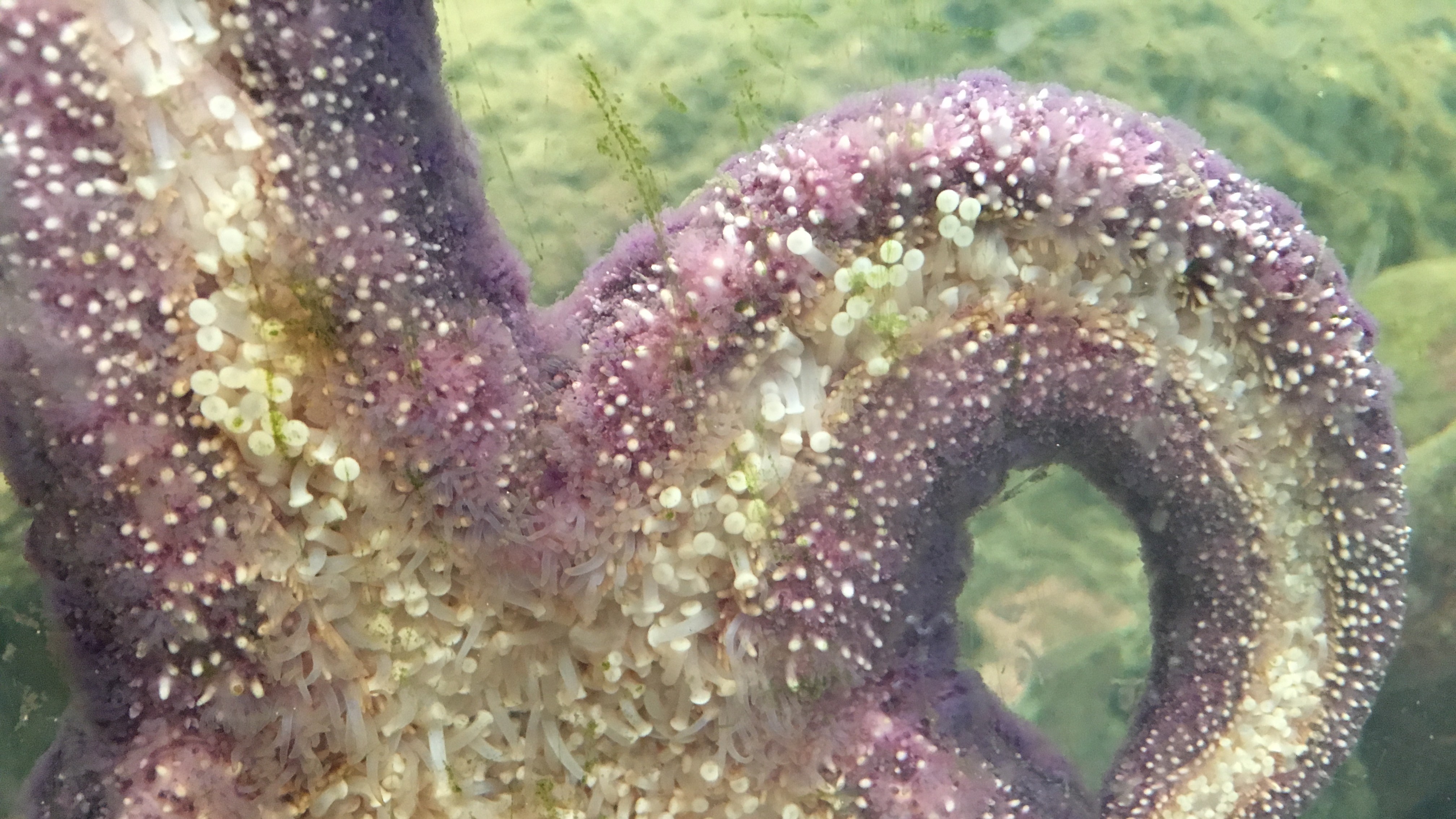 Sea Star