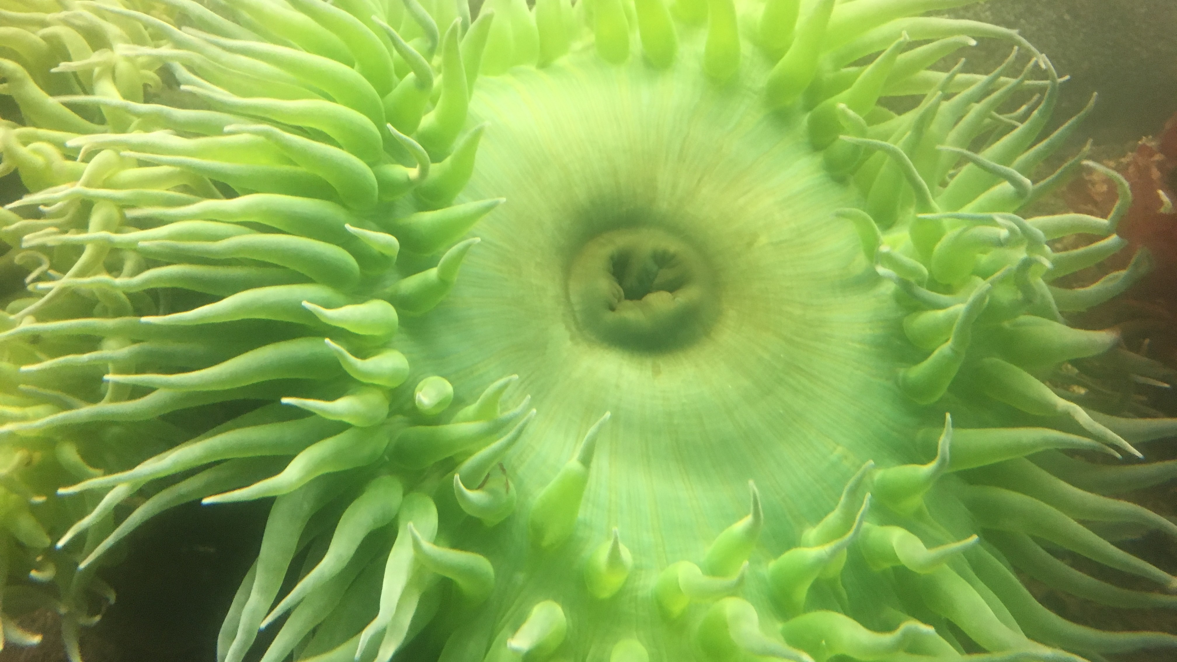 Green Anemone