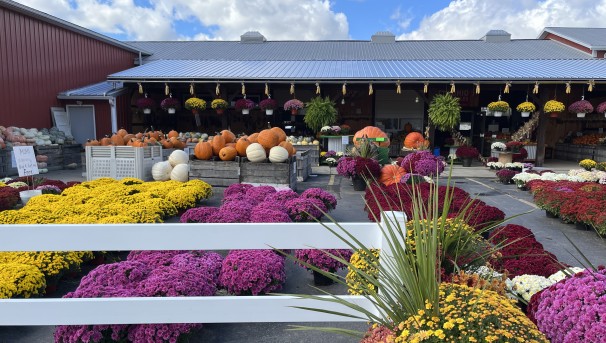 Plants and pumpkins lined up in the fall at the Moreland Fruit Farm