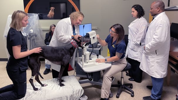 Members of the COVSL examine a Greyhound with an advanced imaging tool.