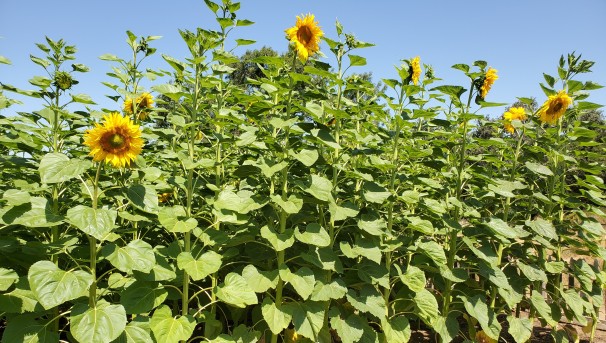 Sunflowers