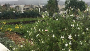 Support Cal's First Productive Rooftop Garden!