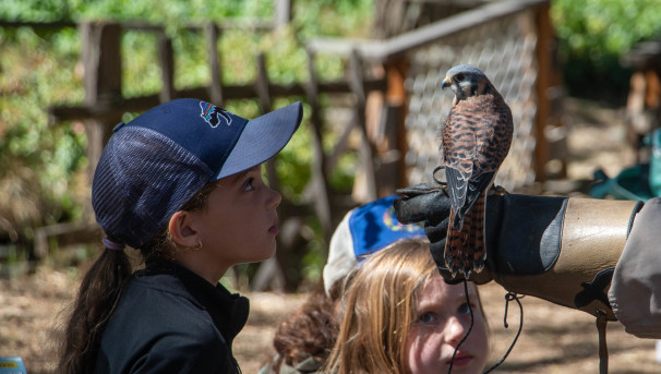 P.E.N. Participant admires an American kestral