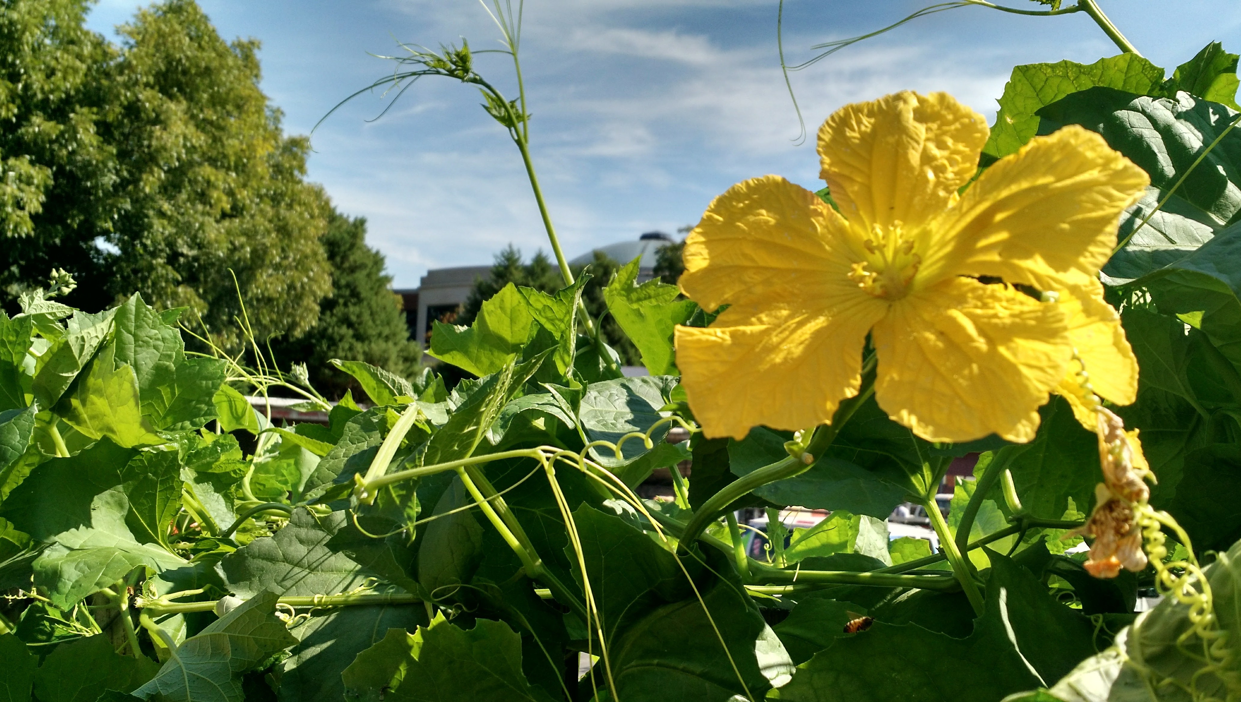 Loofa against McWherter Library