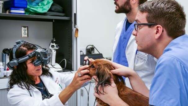 Three veterinarians assessing a small dog in an examination room