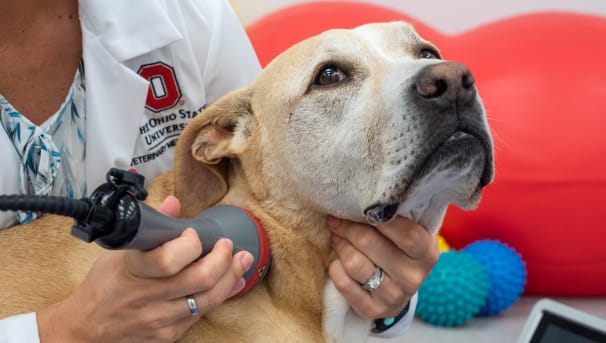 The Ohio State University | Improving the Lives of Animals and People