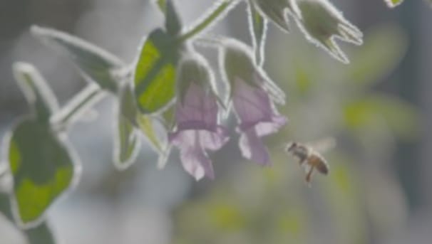 The Insects That Sustain Us Image