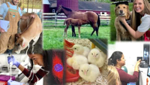 Help Support Animal and Avian Sciences Graduate Students