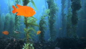 Turning the Tides on Ocean Acidification