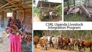 CSRL Uganda Livestock Integration Program