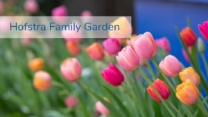 Hofstra Family Garden