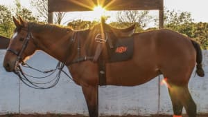 Spring 2024 - OSU Polo Needs Your Help