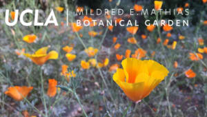 Oasis in the City: Mildred E. Mathias Botanical Garden