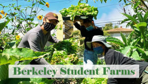 Berkeley Student Farms