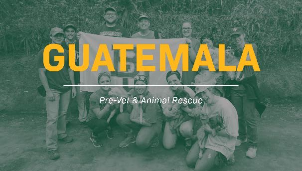 Animal Rescue Mission in Guatemala Image