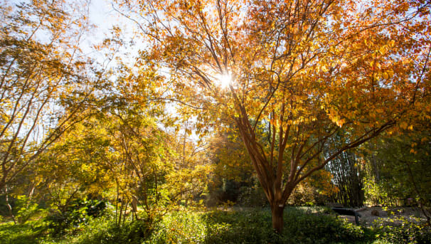 Arboretum and Botanical Garden at CSUF Image