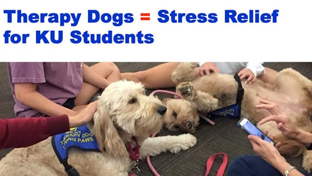 Stress away for clearance dogs