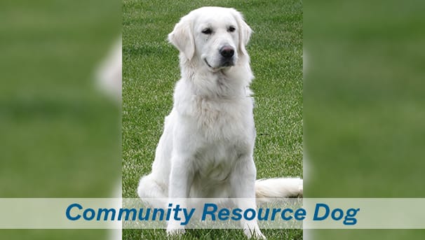 UMass Boston Community Resource Dog Image