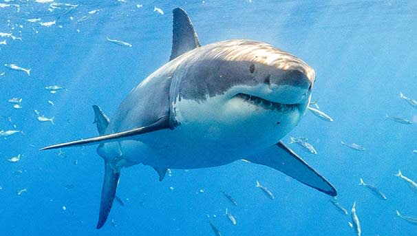 Tracking the last white sharks in the Mediterranean Sea Image