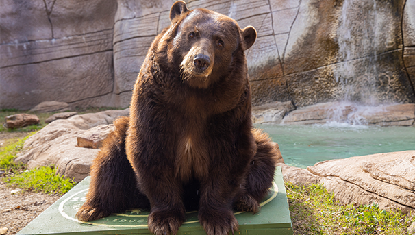 Celebrating the Life of Baylor Bear Mascot Judge "Joy" Reynolds Image