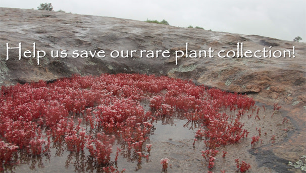 Save the Emory Herbarium Rare Plant Collection Image